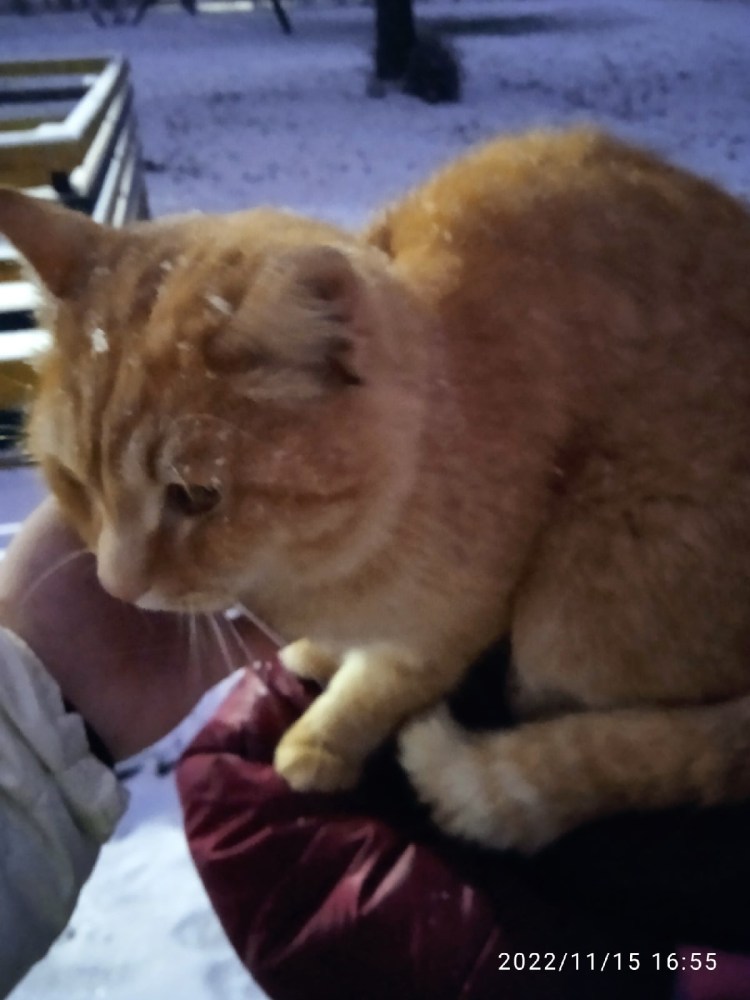 Рыже красные коты