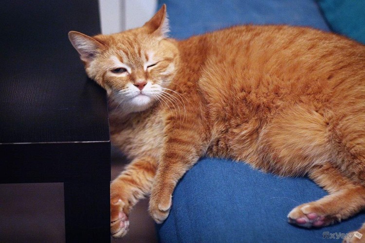 Рыжий толстый кот на солнышке