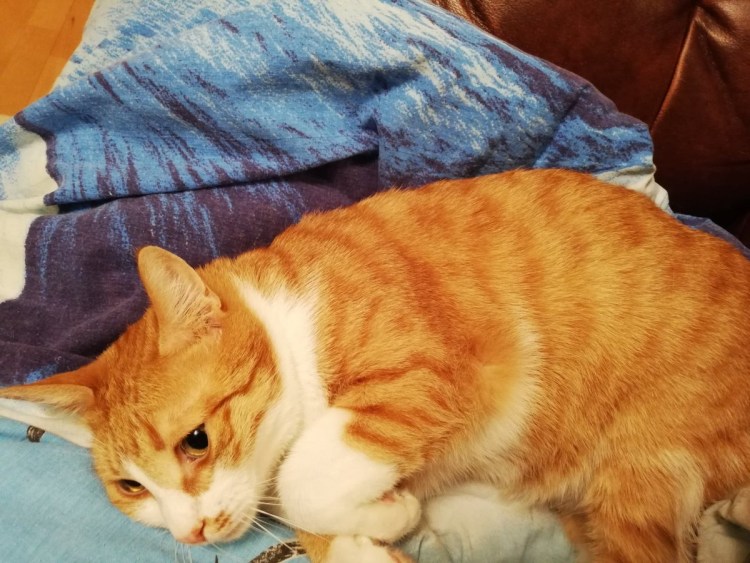 Пухлый котик