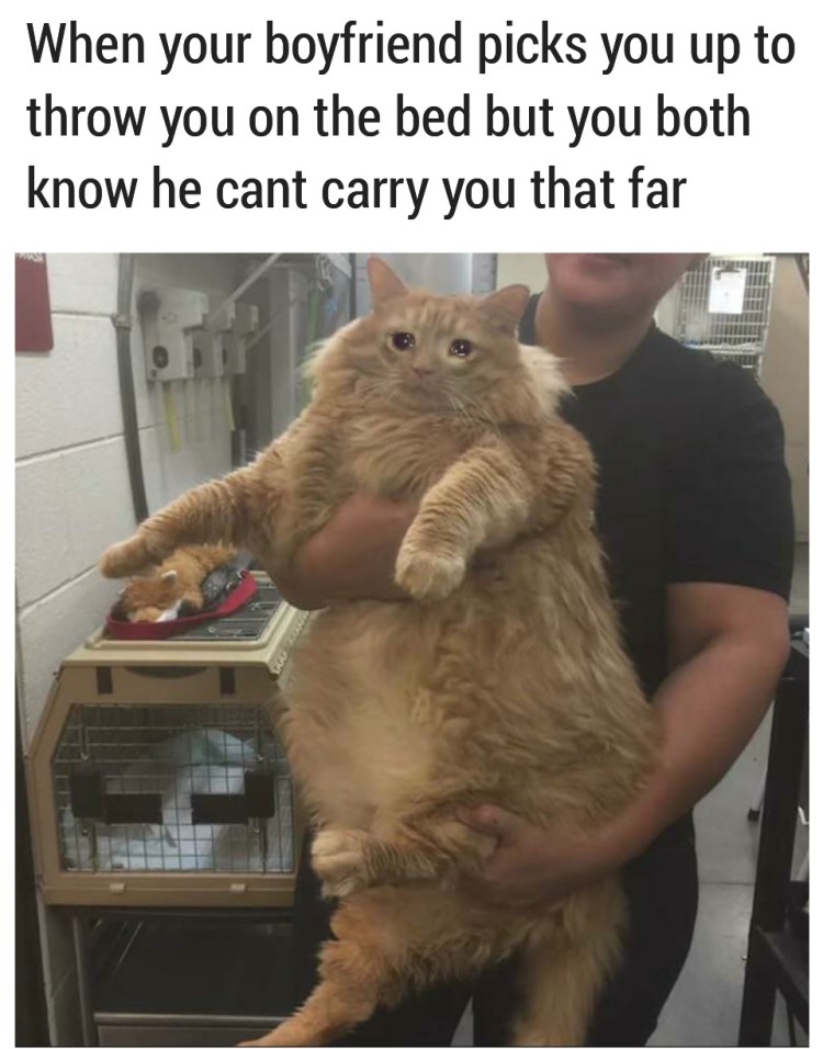 Кот Тулле из Дании