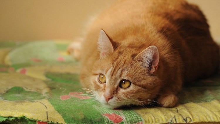 Рыжий упитанный кот