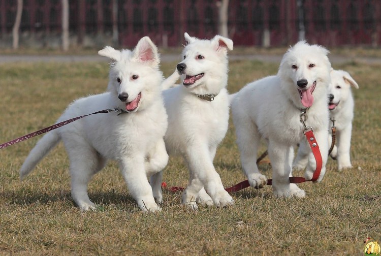 Гриня собака