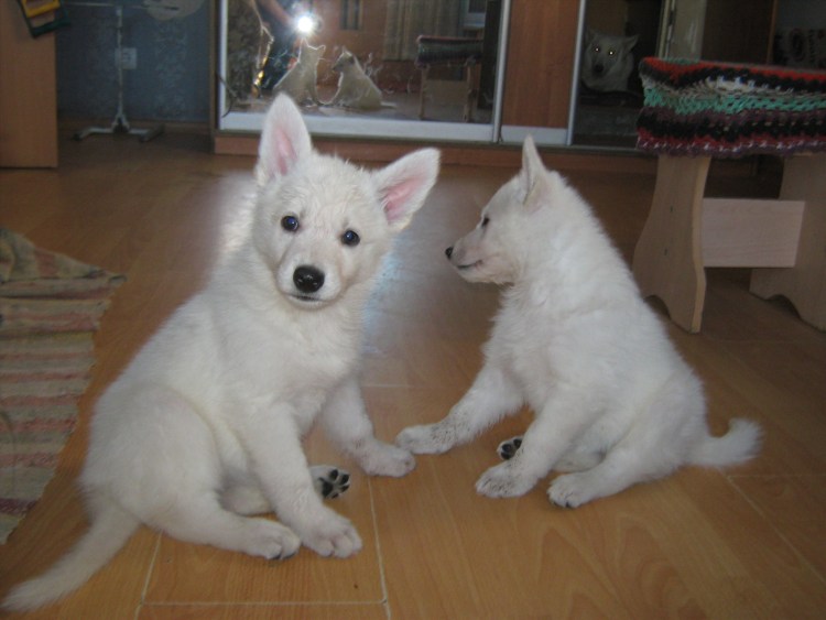 Белая швейцарская овчарка щенки