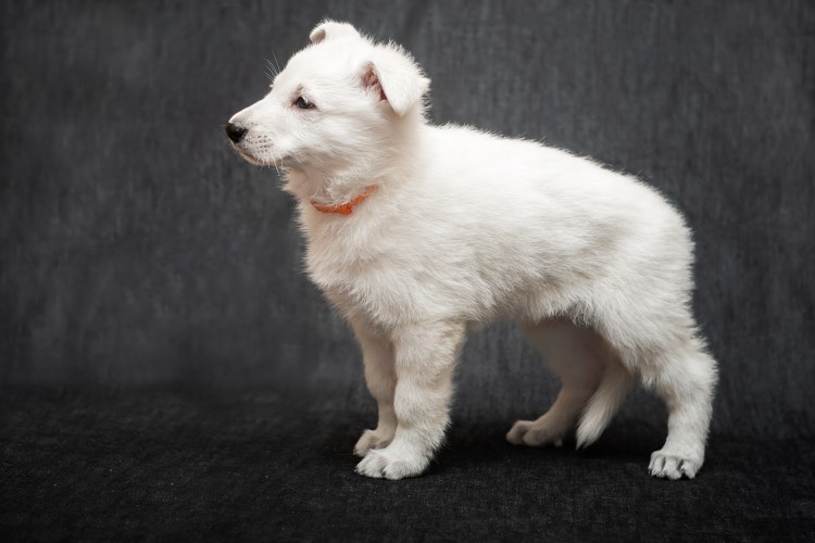 Купить белую швейцарскую овчарку