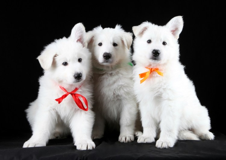 Швейцарская овчарка щенок