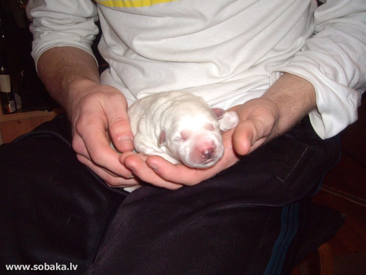 White Swiss Shepherd