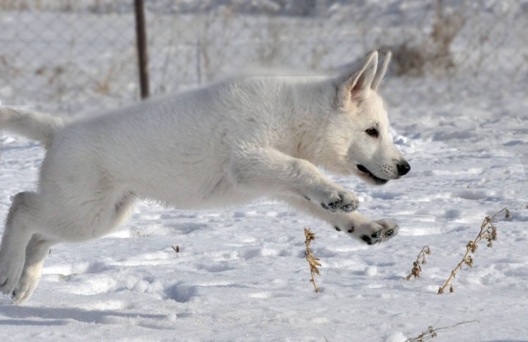 БШО И бордер колли
