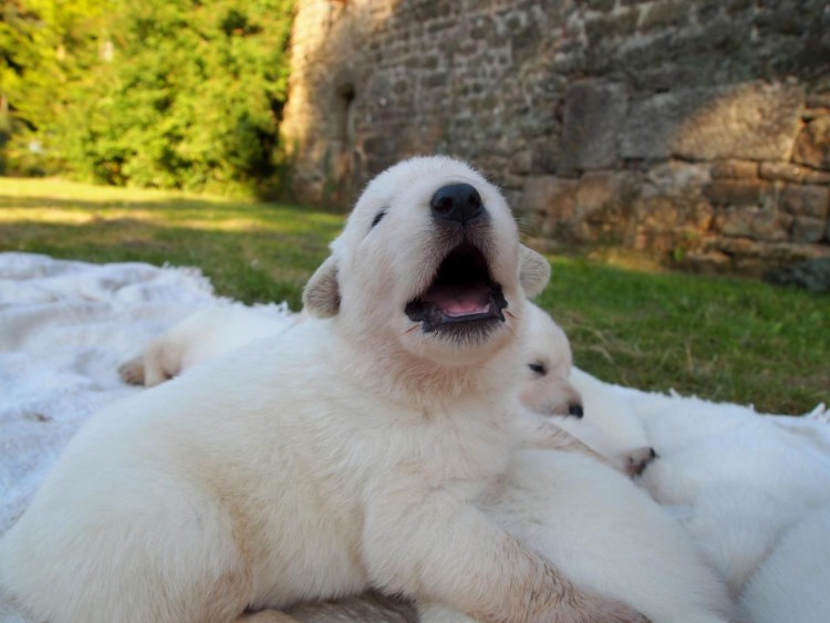 Белая швейцарская овчарка щенок 4 месяца