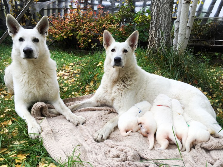 НКП белая швейцарская овчарка