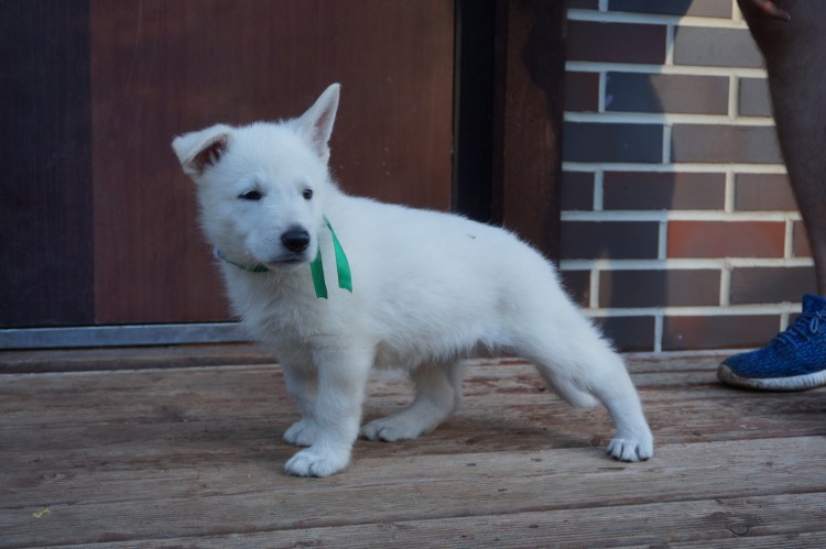 БШО ген белой шерсти