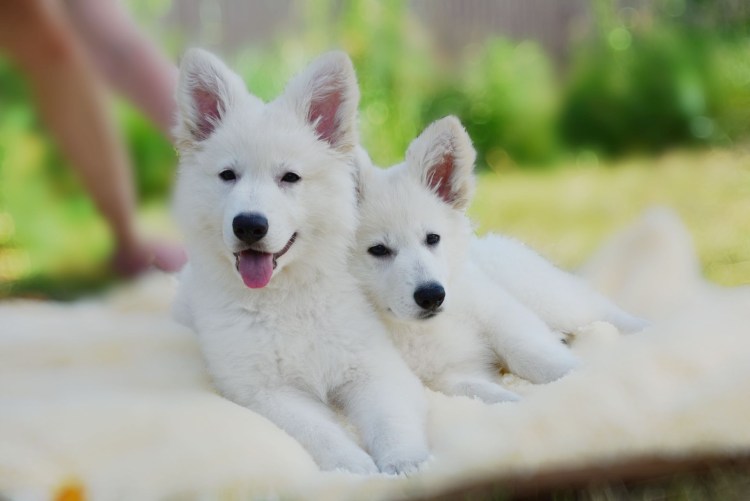 БШО В квартире