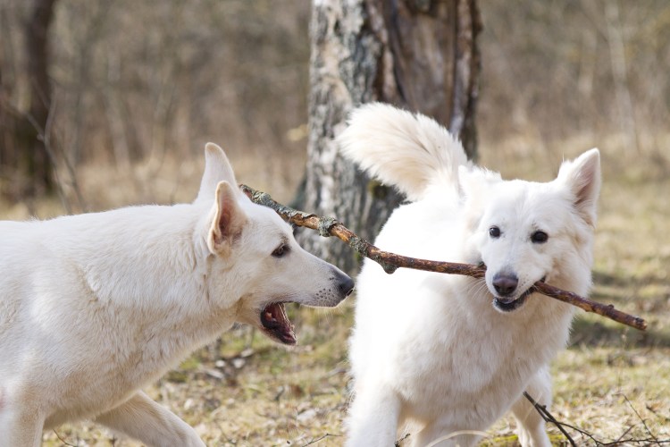 Овчарка и белый котенок