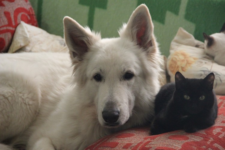 Фото Новорожденные БШО