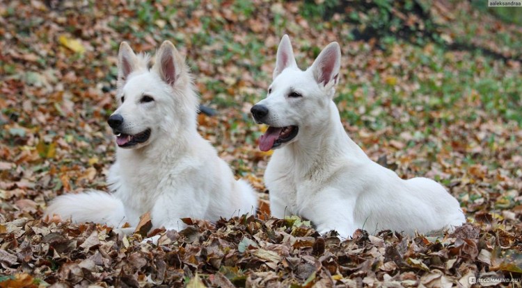 Покупка щенка: на что обратить внимание при выборе? Фото