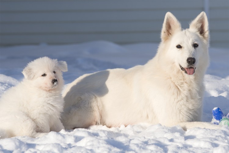 Швейцарская овчарка щенок