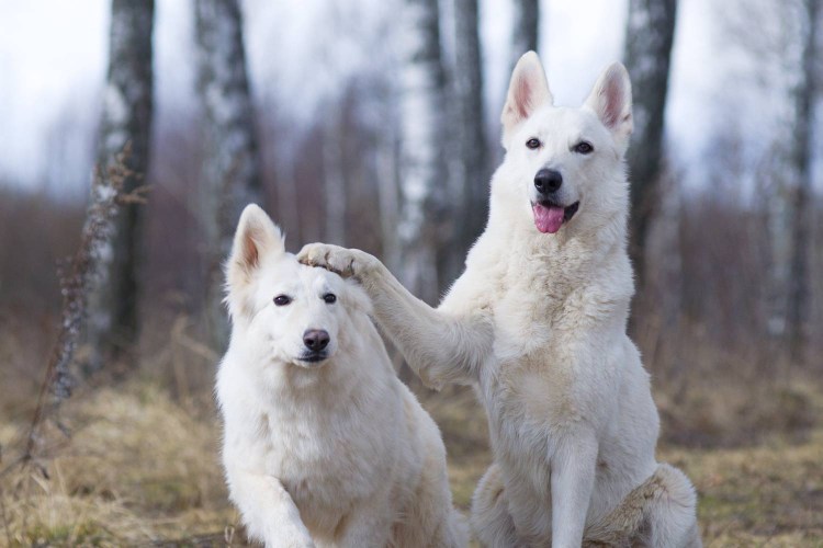 Беременная швейцарская овчарка