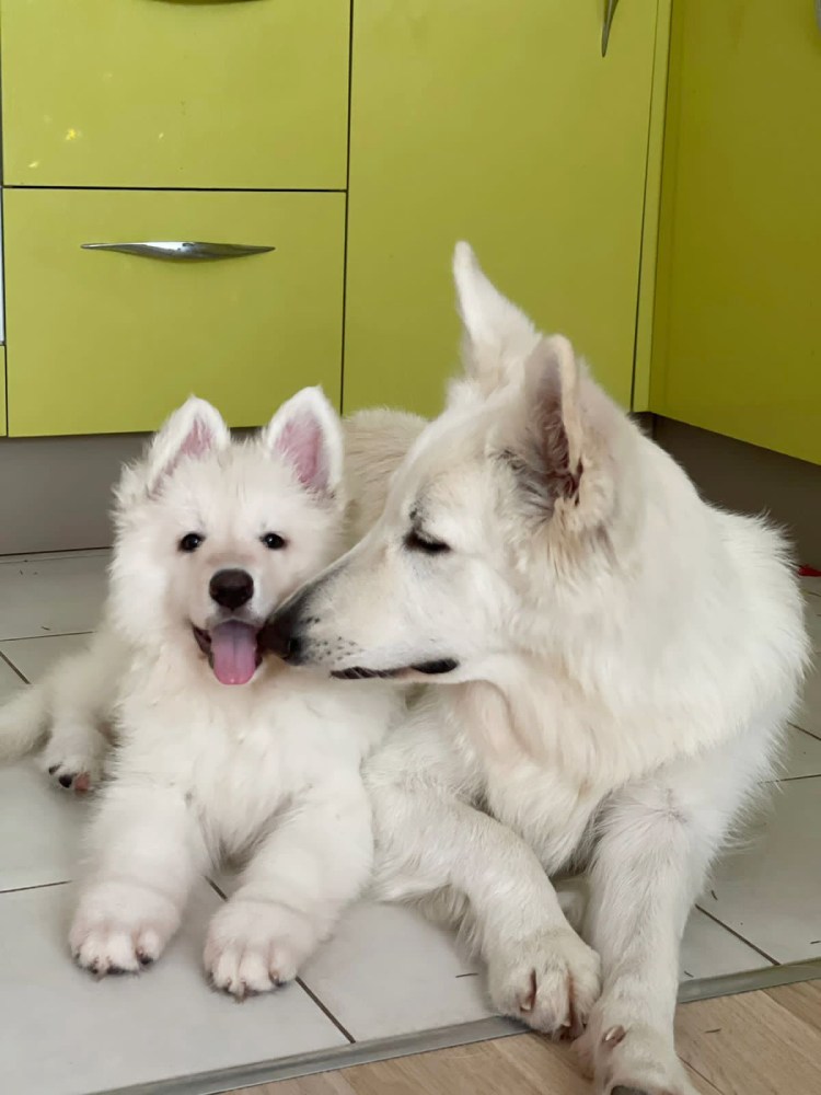 Белая швейцарская овчарка щенки