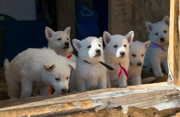 Белая швейцарская овчарка купить недорого в Тальменке