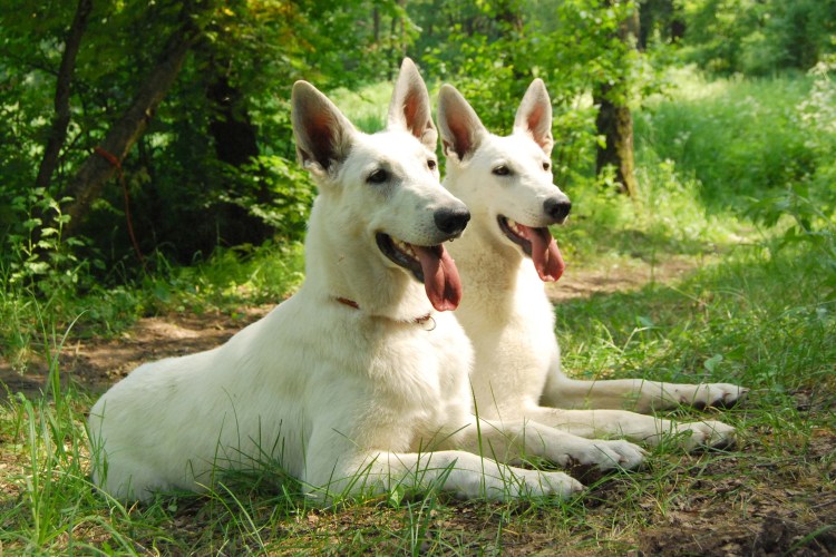 Белая швейцарская овчарка мама и щенки