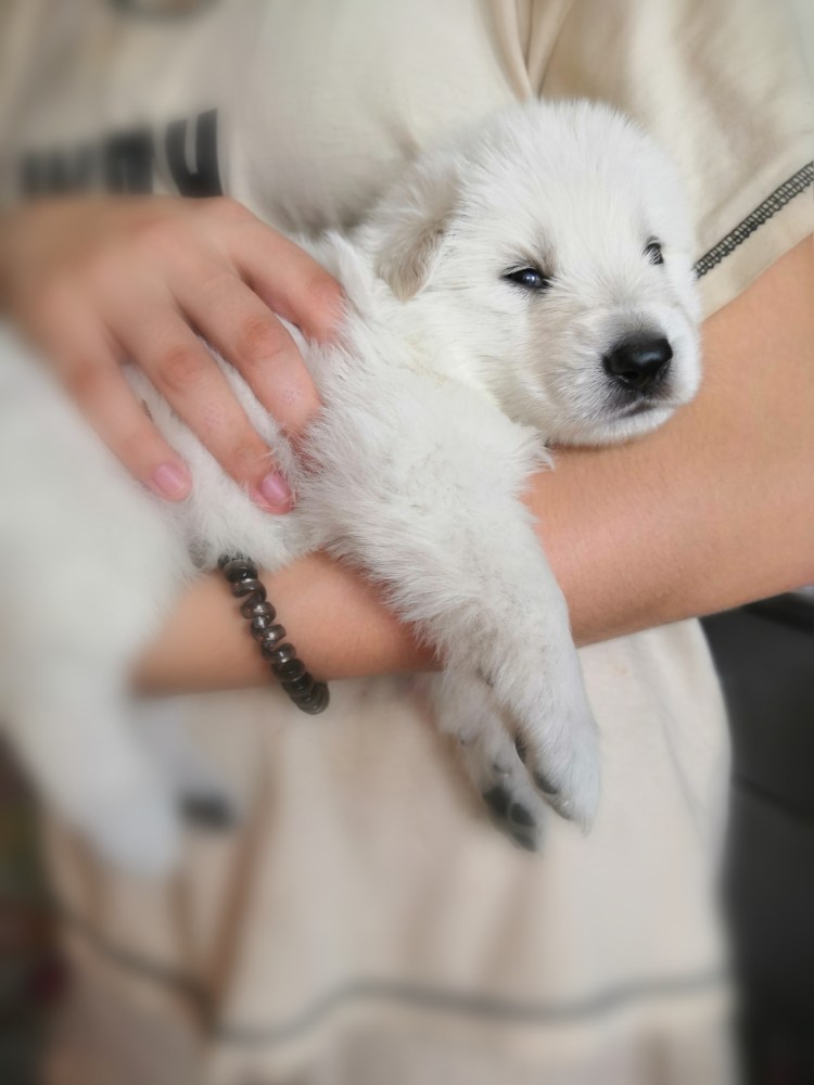 Белая швейцарская овчарка щенки