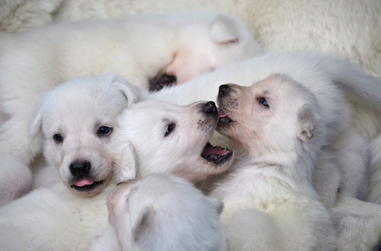 Белая немецкая овчарка фото