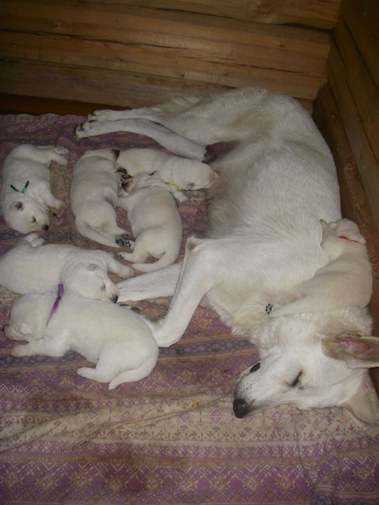 Щенок БШО 2 месяца