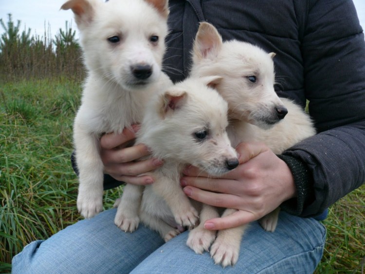 Овчарка альбинос щенок