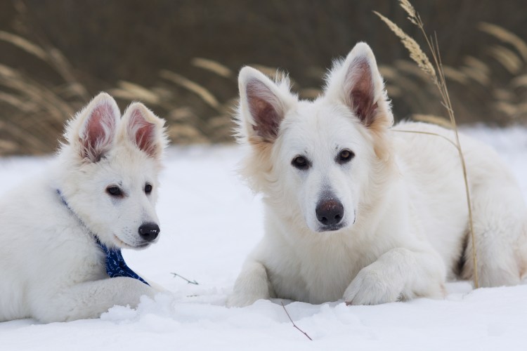 Имя для мальчика белой швейцарской овчарки