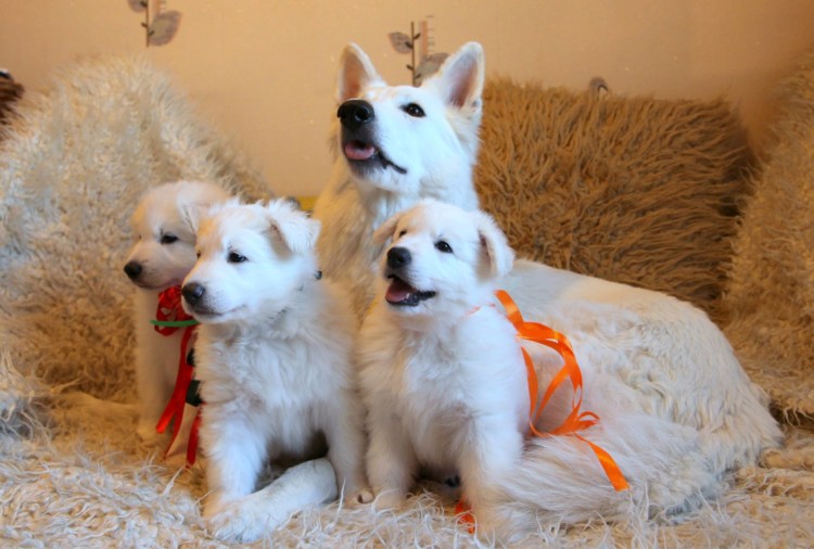 Белая швейцарская овчарка из популярного мультфильма 5 букв сканворд