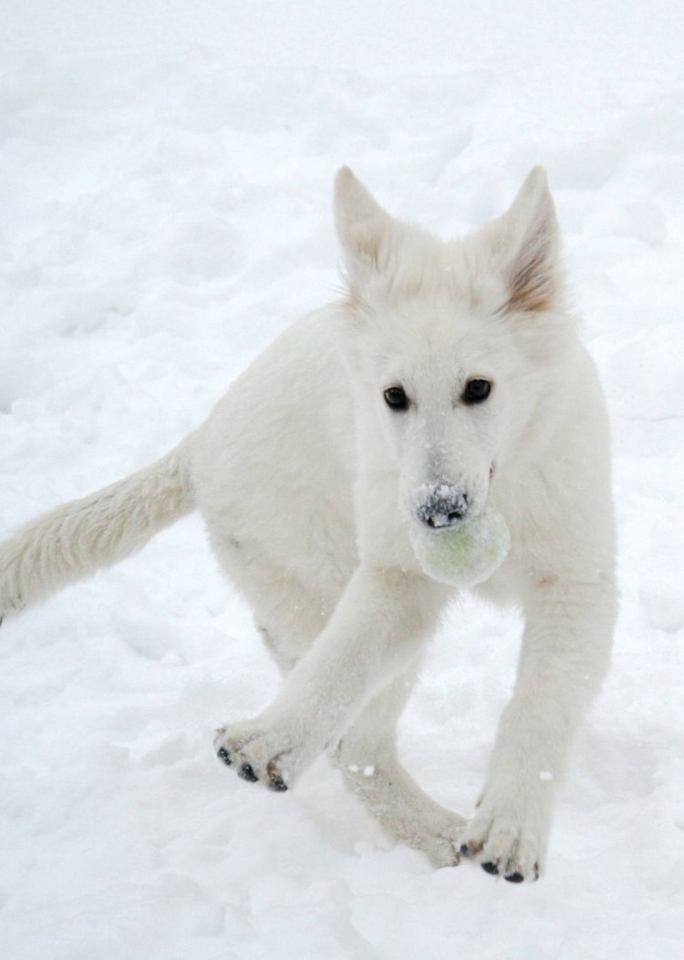 Белые собаки вместе