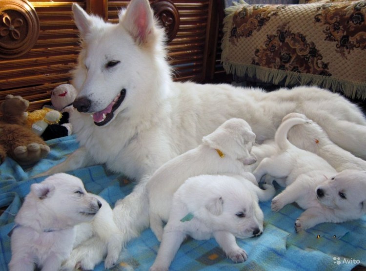 Швейцарская овчарка короткошерстная зимой