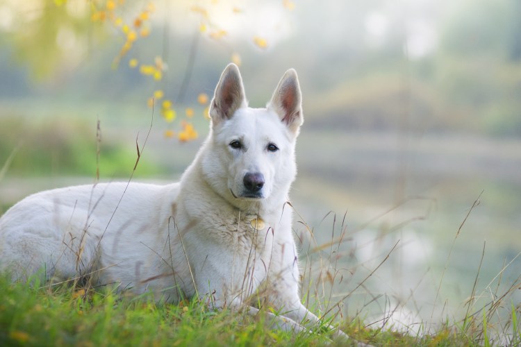 Белая швейцарская овчарка и её щенки