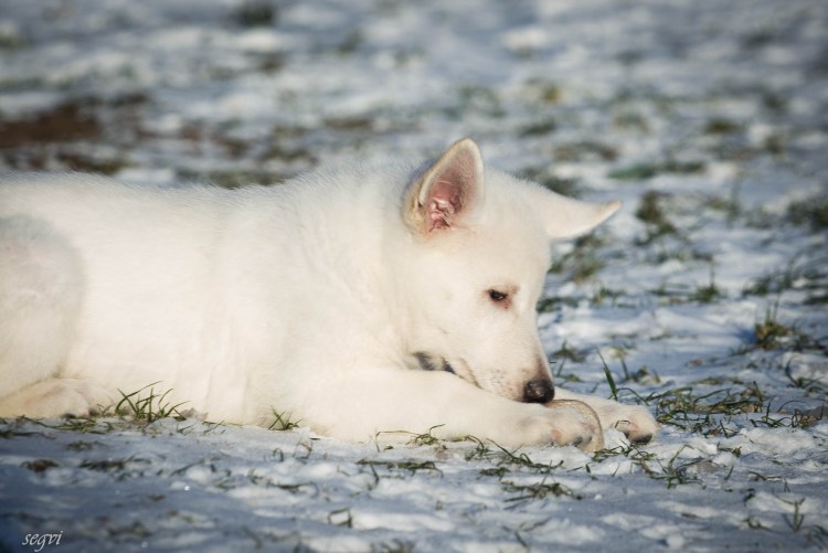 Овчарка белая амбромо Бруцкая щенок