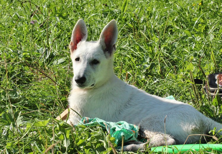 Белая швейцарская овчарка гладкошерстная