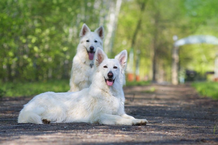 Эти картинки с белой швейцарской овчаркой вольта