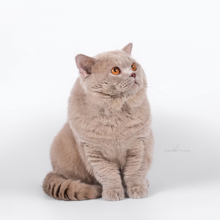 Циннамон фавн британский