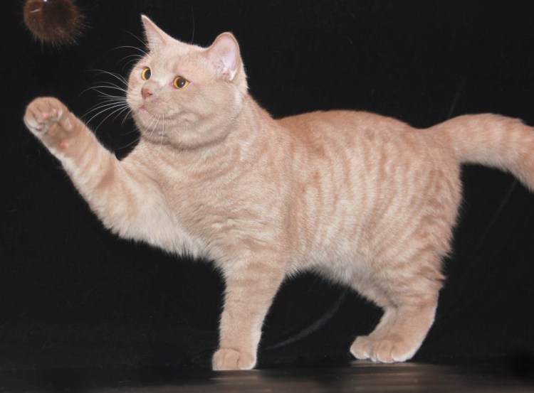 Абиссинец фавн