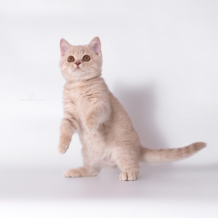 Циннамон фавн