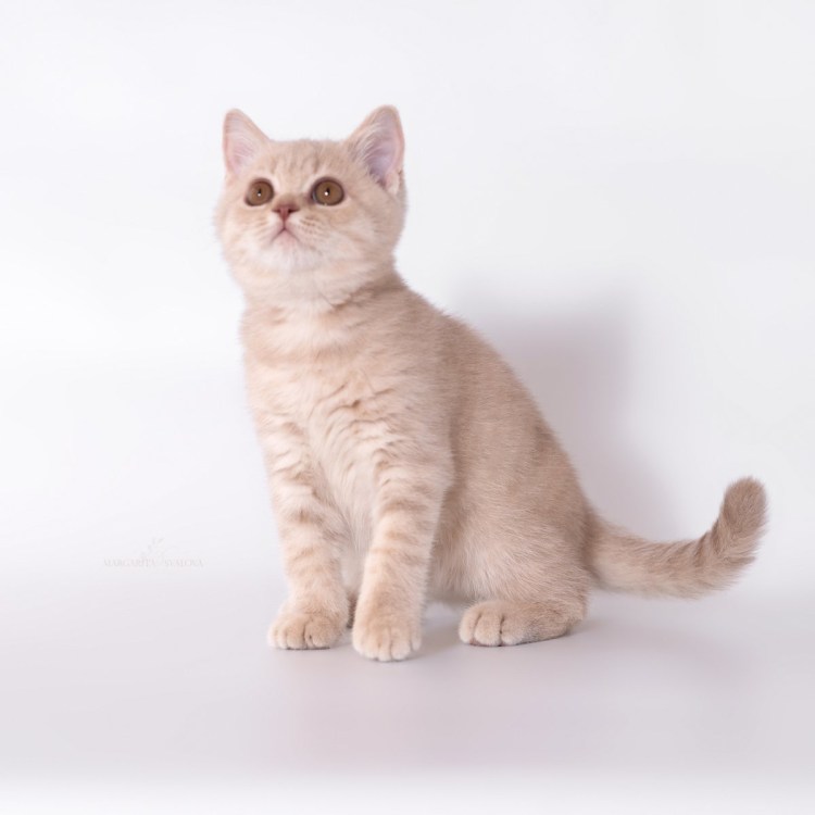 Британский кот циннамон фавн