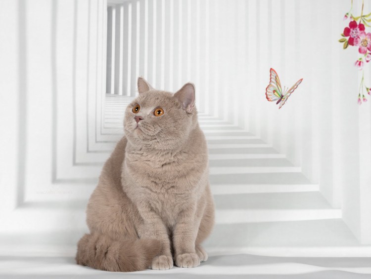 Британец фавн