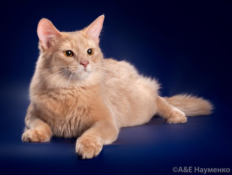 Сомали окрас фавн