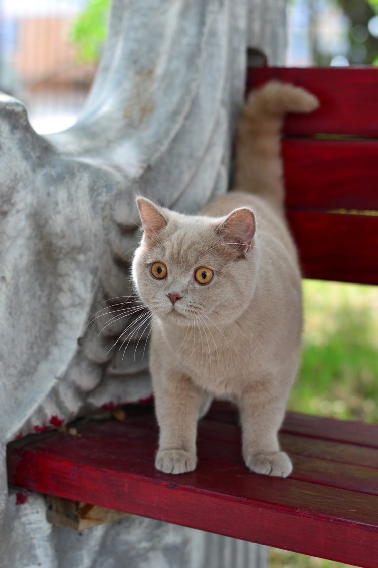 Сомалийская кошка окрас фавн