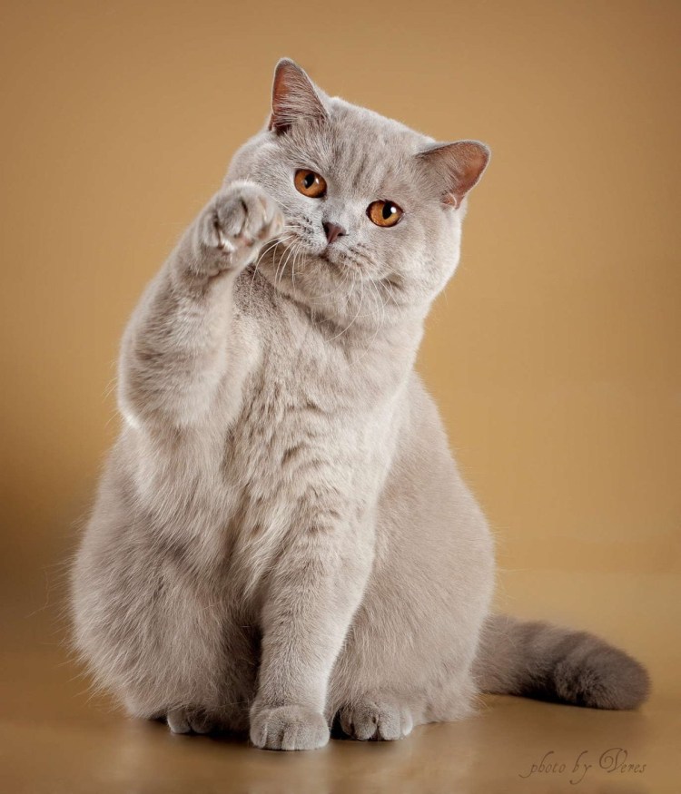 Окрас фавн британских кошек