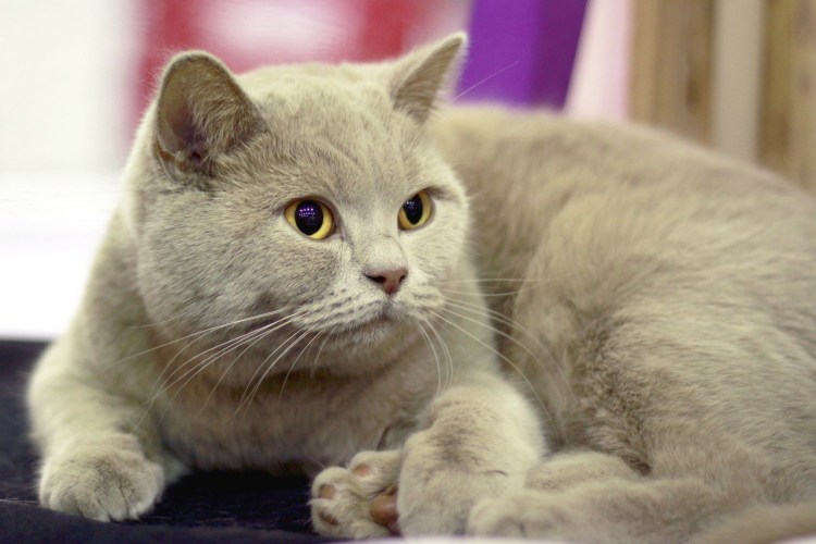 Ориентальная кошка окрас фавн