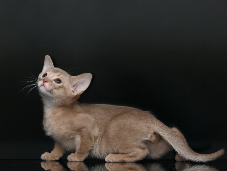 Ориентал окраса соррель