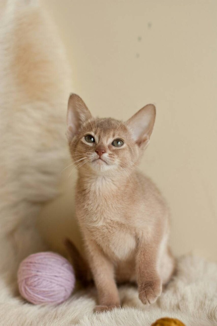 Абиссинская фавн