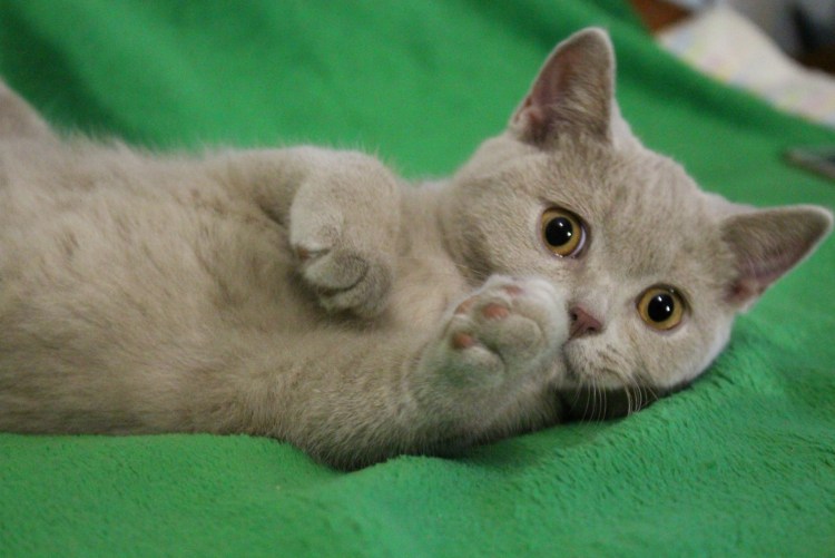 Ориентальная кошка окрас фавн