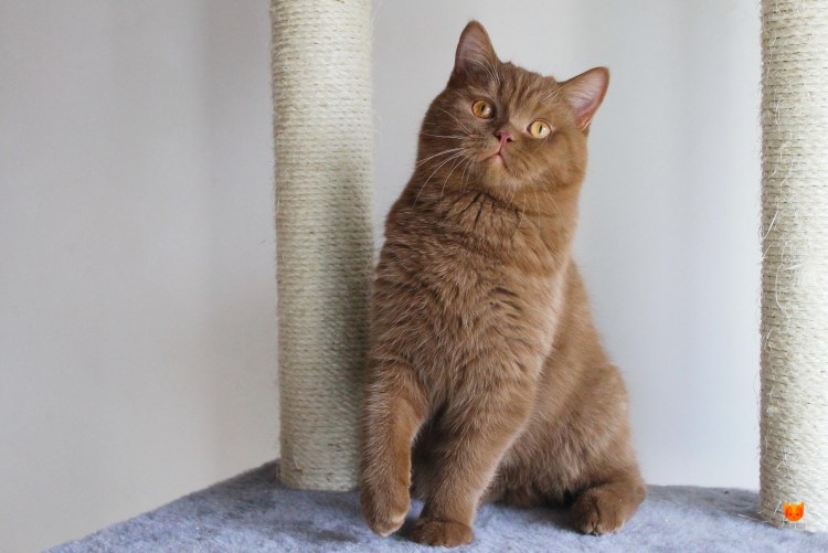 Кот британец фавн