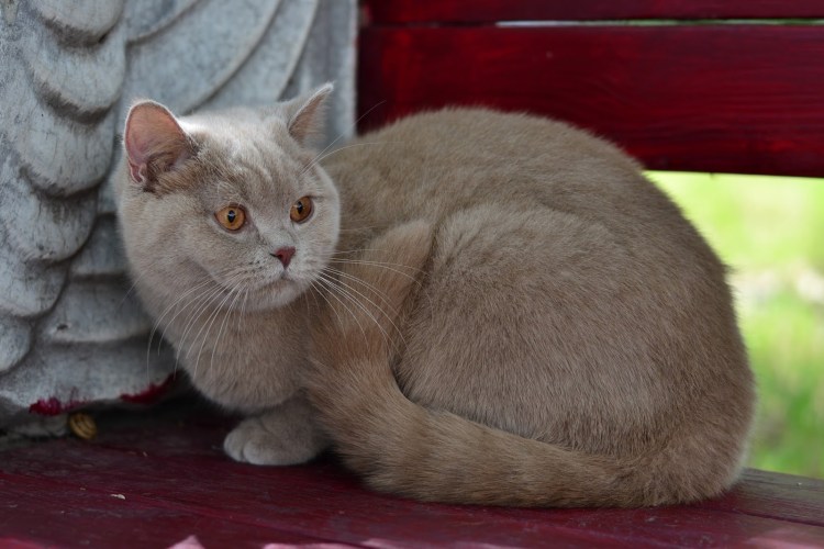 Порода фавн