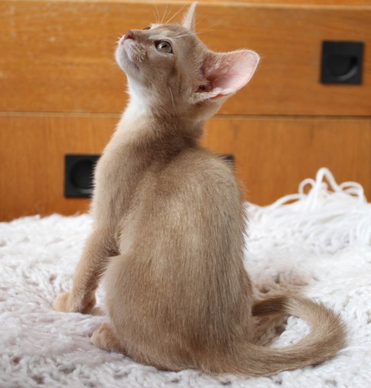 Кот породы Ориентал